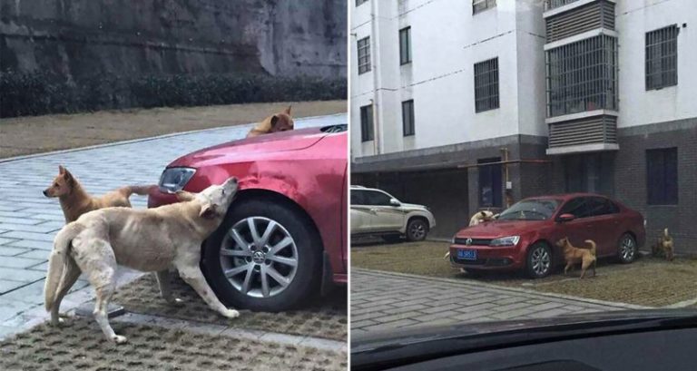 Srazil toulavého psa a odešel. Dále je to takzvaná KARMA…