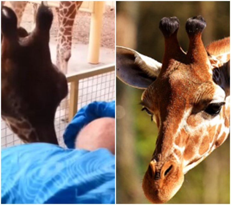 Zvířecí královské rozloučení: Ošetřovatel zoo se loučí s nečekaným polibkem od svých milovaných svěřenců!