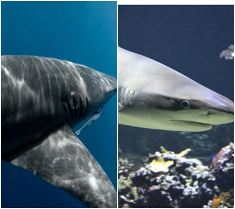 Nebezpeční žraloci terorizují pláže a vyvolávají paniku mezi obyvateli!