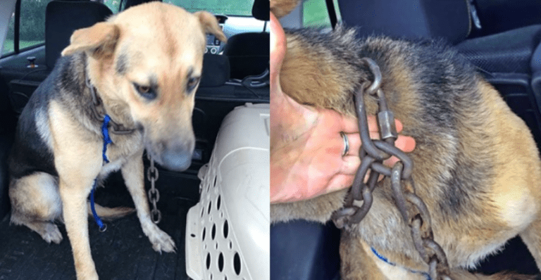 Tahle statečná žena zachránila opuštěného psa s nechutným řetězem okolo krku..
