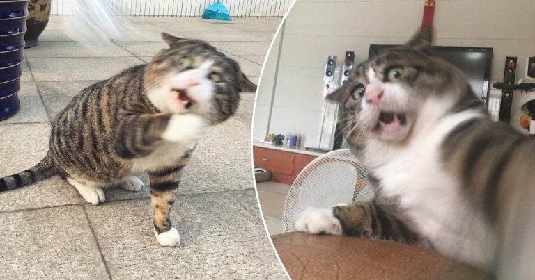 „Ah Fei: Nejvíce dramatická kočka světa, jejíž veselé reakce očarovaly internet!