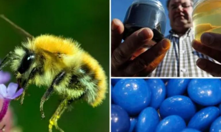 Včely si daly sladkou hostinu: Objevte tajemství modrého medu, včely se namlsaly M&M’s z nedaleké továrny!