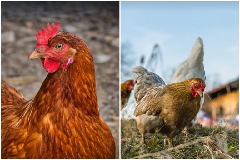 Virus H5N1 potvrdili veterináři v malochovu v Pištíně na Českobudějovicku