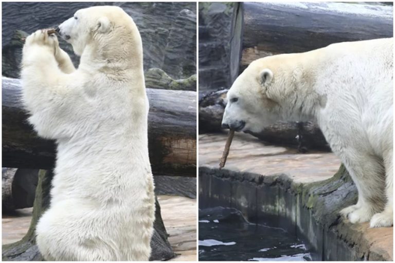 Opravdu smutná zpráva: v Almatě zemřel lední medvěd Tom. Pražská ZOO: nechtějí nám dát důsledné vysvětlení jak se to stalo.