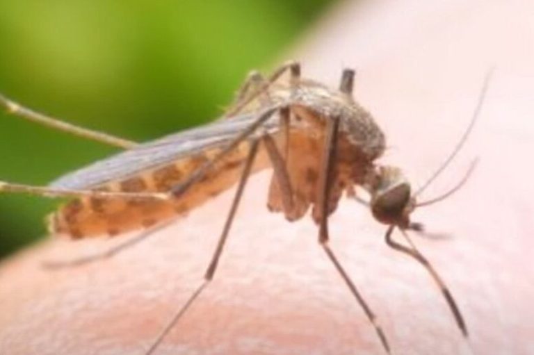 Okamžitě jej přestaňte používat: Tato látka přitahuje komáry na váš dvůr jako blázen